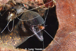 Eel and cleaning shirimp
Eos kiss digital N ( Canon 350D... by Jung Yeonkyu 
